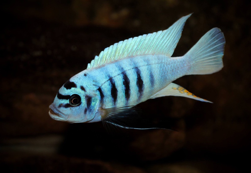 Maylandia fainzilberi 'Maison Reef'